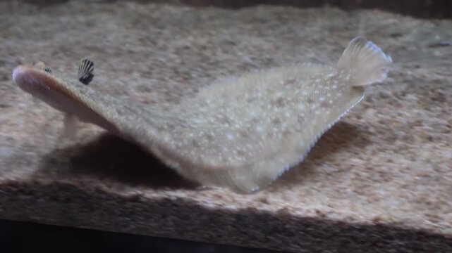 Flatfish (Solea solea) swimming in the aquarium
