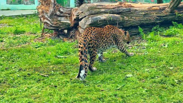 Leopard walking away on green grass next to large log. Back view of a spotted panthera pardus inside an enclosure with a fallen tree trunk.