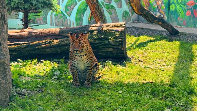 Spotted leopard sitting on green grass in captivity. Adult panthera pardus rests near fallen timber against painted background wall with waterfall illustration