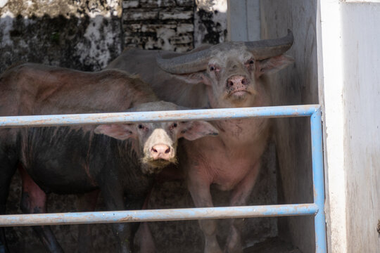 A group of sacred albino water buffaloes (kerbau bule), including a calf, standing together inside a shaded enclosure behind a blue metal fence in Solo, Central Java, Indonesia.