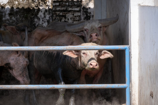 A group of sacred albino water buffaloes (kerbau bule), including a calf, standing together inside a shaded enclosure behind a blue metal fence in Solo, Central Java, Indonesia.