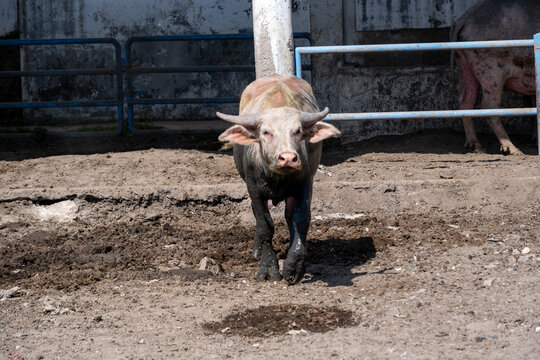 A sacred albino water buffalo (kerbau bule) walking through a muddy enclosure with blue metal fencing at Kraton Surakarta in Solo, Central Java, Indonesia.