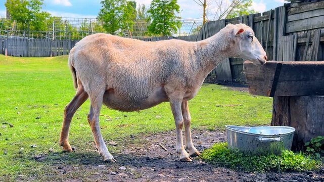 White domestic sheep standing near a water trough. Profile view of shorn ewe in a grassy paddock next to a metal basin and wooden structure.