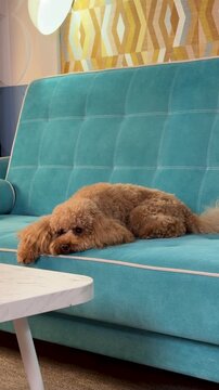 dog sleeping on blue couch in modern office space with relaxed mood and static viewpoint, pet care market context, fabric and wood materials, blue and white colors.