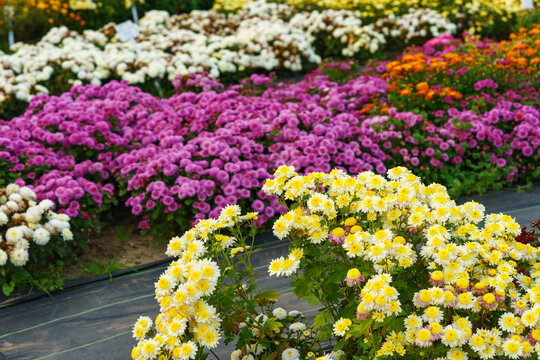 Colorful double decorative chrysanthemum flowers blooming in autumn garden with vibrant flower beds. White, pink, orange and yellow blossoms create beautiful seasonal floral landscape. Plant breeding