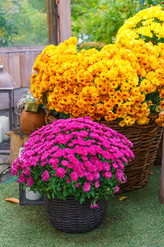 Rows of yellow, orange and pink blooming chrysanthemum flowers in pots and wicker basket in wooden greenhouse shelves during autumn season. Gardeing hobby, plant breeding, decorative garden
