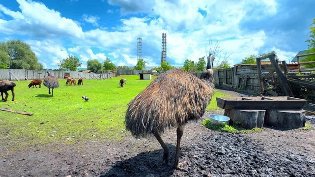 Full body view of an emu in a farm enclosure. Emu standing on muddy ground with other animals and tall towers under a cloudy sky.