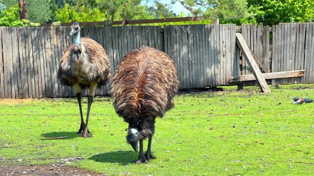 Two emu birds standing in a grassy enclosure. Large flightless birds next to a high weathered wooden fence under bright daylight.