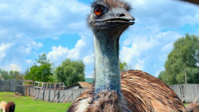 Side profile of an emu bird against blue sky. Long neck and head of an emu shot from a low angle with clouds in the background.