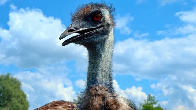 Low angle view of an emu head open beak. Close up portrait of an emu bird with open beak against a bright blue cloudy sky background.