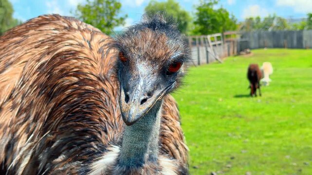 Close up portrait of an emu bird on a green field. Headshot of an emu looking at the camera with a grassy paddock background.