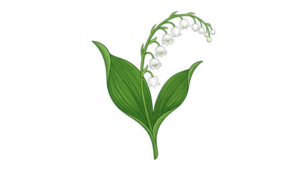 Fototapeta premium Lily of the valley plant with white flowers.