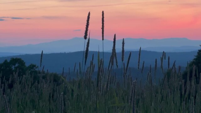 Wheatgrass, Wind and Wavy Distant Mountain Ranges
