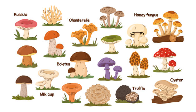 A set of various types of mushrooms. Edible and poisonous mushrooms. Isolated vector illustration on a white background