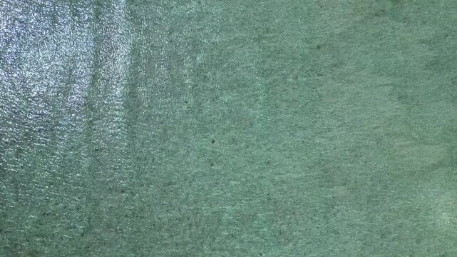 Wildlife sea turtle swimming in clear tropical water. Magic aerial view drone