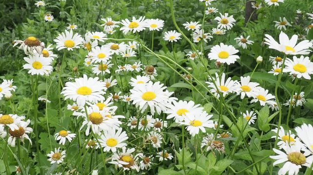 Wild daisy flowers growing on meadow. Meadow with lots of white and pink spring daisy flowers. panoramic spring web banner.