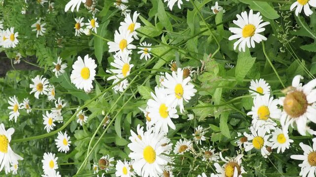 Wild daisy flowers growing on meadow. Meadow with lots of white and pink spring daisy flowers. panoramic spring web banner.
