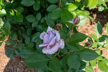 Rosa 'Poseidon' Floribunda rose  flowers growing in the garden. Canada.  © JHVEPhoto