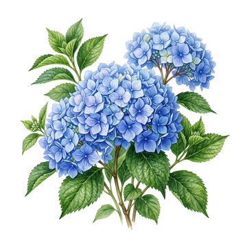 Vibrant Blue Hydrangea Flowers Watercolor Illustration Isolated