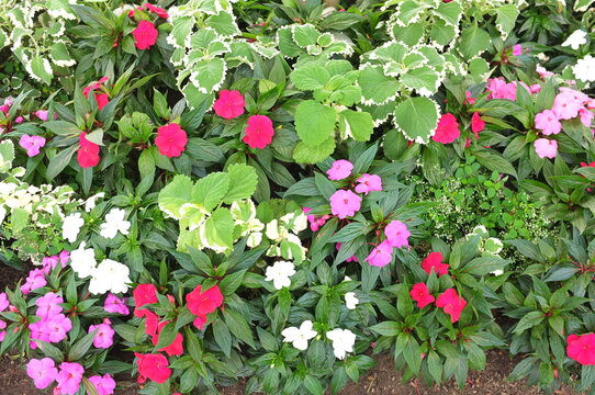 Colorful pink red and white impatiens with variegated coleus in flowerbed