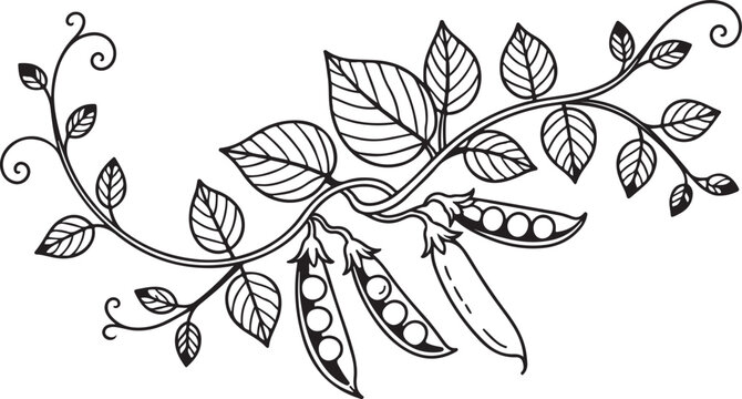 Hand drawn peas pods