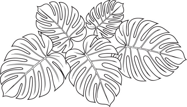 Hand drawn monstera leaf outline illustration