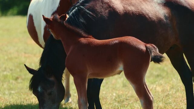 Brown foal standing near mother horse in field. Young baby animal resting in pasture on sunny day. Livestock farming, rural landscape and equine nature theme.