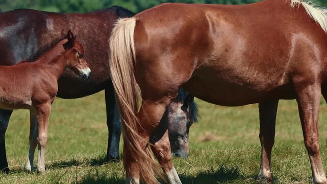 Brown foal standing near mother horse in field. Young baby animal resting in pasture on sunny day. Livestock farming, rural landscape and equine nature theme.