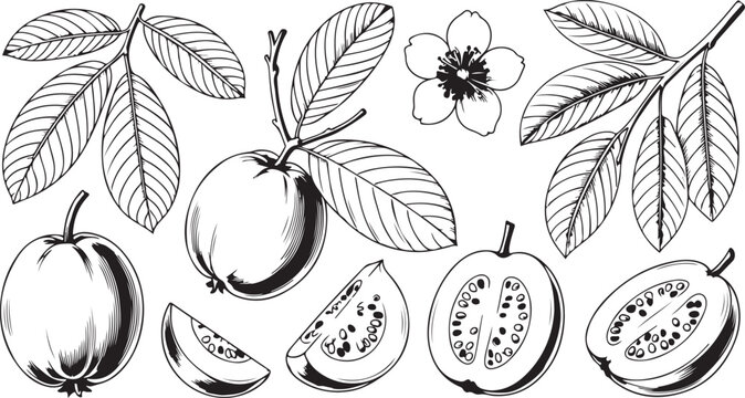 Set fuyu persimmon fruit hand drawn elements botanical illustration