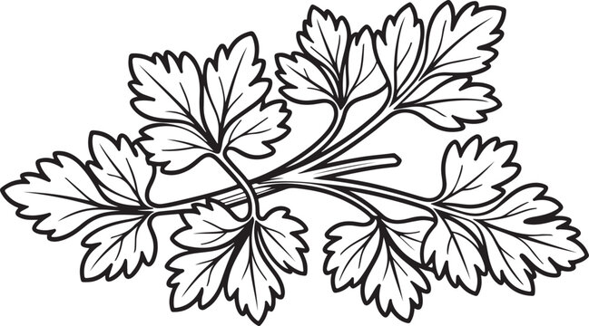 Fresh green cilantro leaves isolated