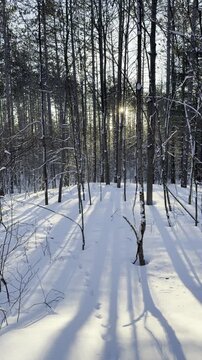 A static shot of a snow-covered forest at sunset - Plan fixe sur une for&ecirc;t enneig&eacute;e au soleil couchant