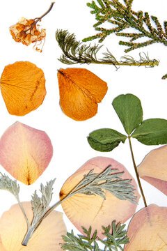 Dried yellow and pink flower petals with green leaves scattered on a white surface.