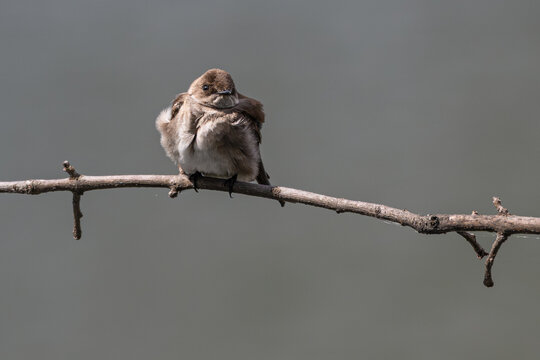 Northern rough-winged swallow perched on a branch.