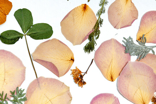Dried pink rose petals and green leaves arranged on a white background.