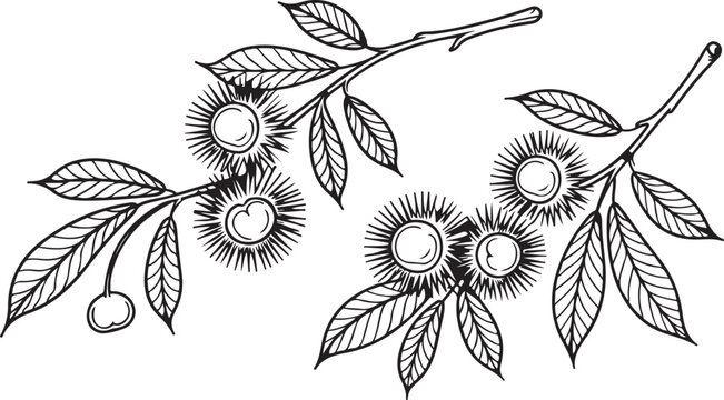 Spanish chestnut from pomona italiana illustration