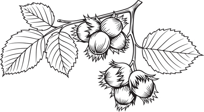 Stages hazelnut from shelled nut nut without shell cut halves scrumps isolated white