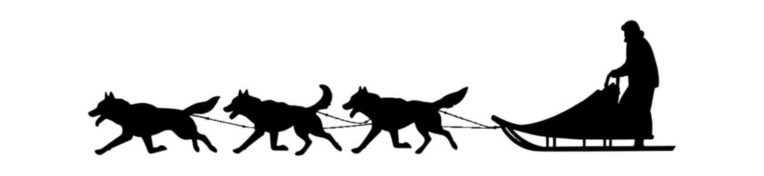 Black silhouette of a musher driving a dog sled with a team of huskies running fast isolated on transparent background, Vector