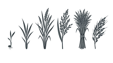 Obraz premium Flat vector icon set featuring six rice plant stages: Rice sprout, young rice plant, mature rice stalk, rice panicle, harvested rice bundle, rice grains branch, monochrome