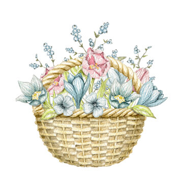 Vintage wicker basket with vintage spring flowers isolated on white background. Watercolor hand drawn illustration