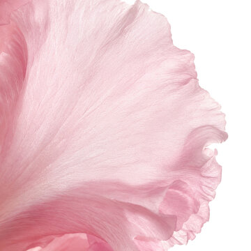 Soft Pink Flower Petal Macro Background with Delicate Texture and Elegant Curved Edge
