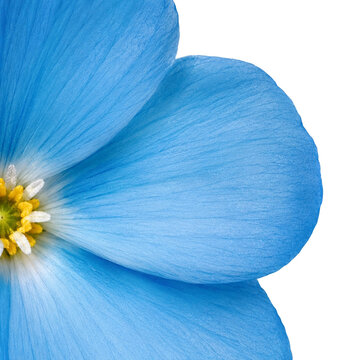 Blue Flower Macro Background with Delicate Petal Texture and Floral Center Detail