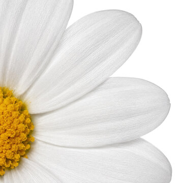 White Daisy Flower Macro Background with Delicate Petal Texture and Yellow Center Detail