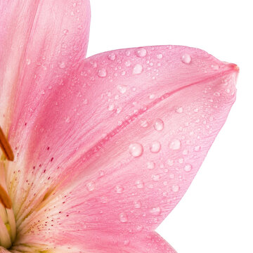 Pink Lily Petal Macro with Water Droplets and Delicate Floral Texture on Light Background