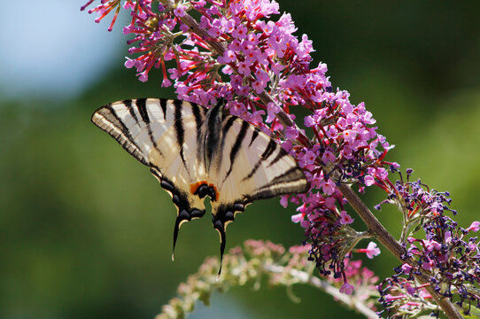 Southern swallowtail butterfly on a buddleia flower

