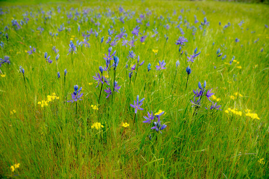 Canada, BC, Gulf Islands, Hornby Island, Fords Cove.  Meadow of wildflowers.  Small Camas
(Camassia quamash) and Common lomatium
(Lomatium utriculatum)