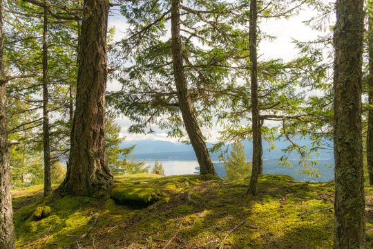 Canada, BC, Hornby Island.  View through the trees, of the Lambert Channel and Denman Island from the ridge of Mount Geoffrey Escarpment Provincial Park.