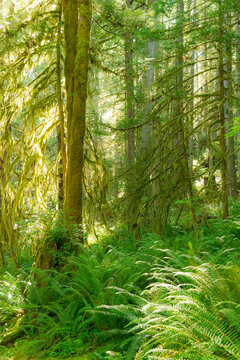 Canada, BC, Sunshine Coast. Lush, west coast temperate rainforest.  Skookumchuck Narrows Provincial Park