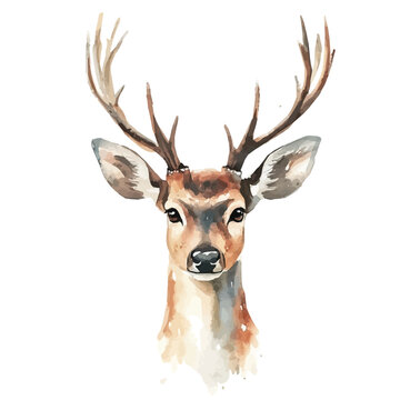 Maral Deer, watercolor illustration vector, isolated on a white background.