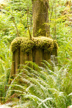 Canada, BC, Egmont, Sunshine Coast.  Old stumps from original old-growth forest at Skookumchuck Narrows Provincial Park. 