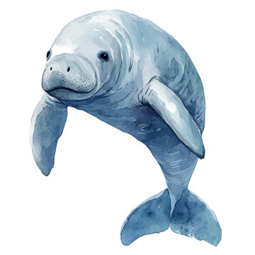 watercolor of Manatee, vector, isolated on a white background.
